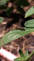 Cosmoclopius nigroannulatus