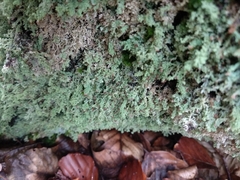 Cladonia parasitica