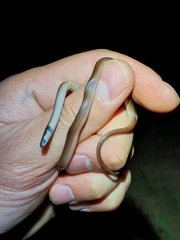 Aparallactus capensis