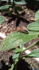 Cosmoclopius nigroannulatus