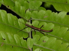 Ceroys perfoliatus