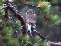Glaucidium passerinum