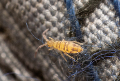 Entomobrya nivalis