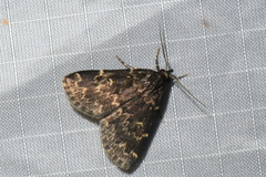 Idia lubricalis