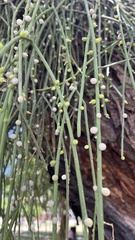Rhipsalis shaferi