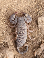 Opisthacanthus validus