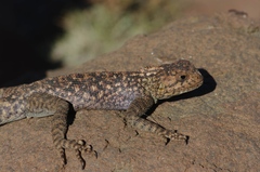 Agama bibronii