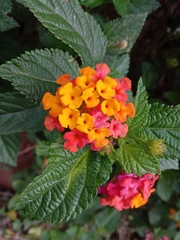 Lantana horrida