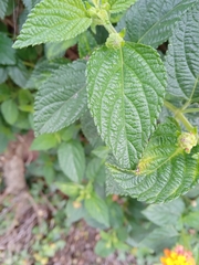 Lantana horrida