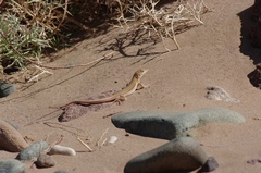 Acanthodactylus boskianus