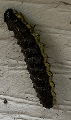 Evergestis pallidata