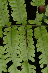 Ceroys perfoliatus