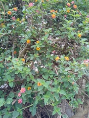 Lantana horrida