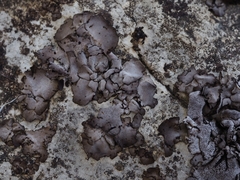 Dermatocarpon miniatum