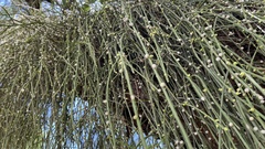 Rhipsalis shaferi