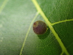 Caryomyia viscidolium