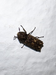 Lichenophanes fascicularis
