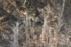 Aspidoscelis tesselatus