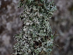 Hypogymnia