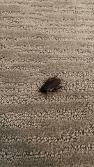 Periplaneta fuliginosa