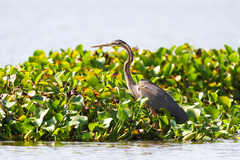 Ardea purpurea madagascariensis