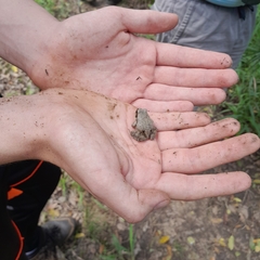 Tomopterna natalensis