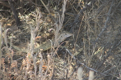 Aspidoscelis tesselatus