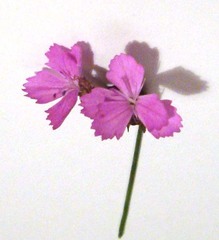 Dianthus carthusianorum