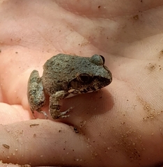 Tomopterna natalensis