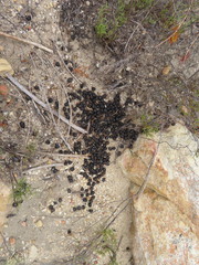 Sylvicapra grimmia