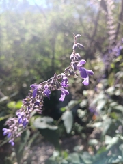 Salvia urolepis