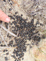 Sylvicapra grimmia