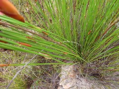 Elegia juncea