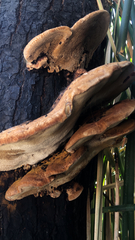 Ischnoderma resinosum