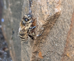 Apis mellifera