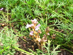 Glandularia aristigera