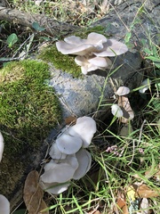 Pleurotus