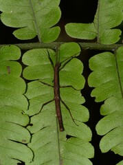 Ceroys perfoliatus