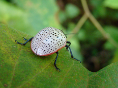Doryphora paykulli