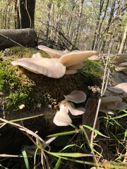 Pleurotus