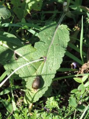 Coleoptera