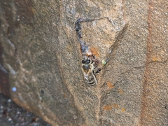 Apis mellifera