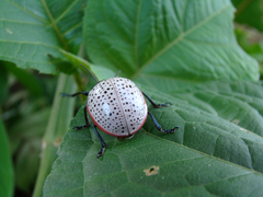 Doryphora paykulli