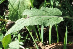 Coleoptera