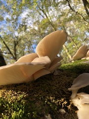 Pleurotus