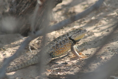 Sceloporus bimaculosus