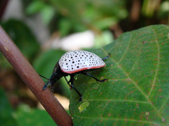 Doryphora paykulli