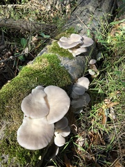 Pleurotus
