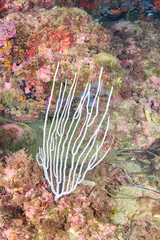 Eunicella singularis