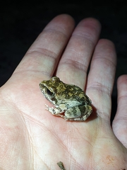 Tomopterna natalensis